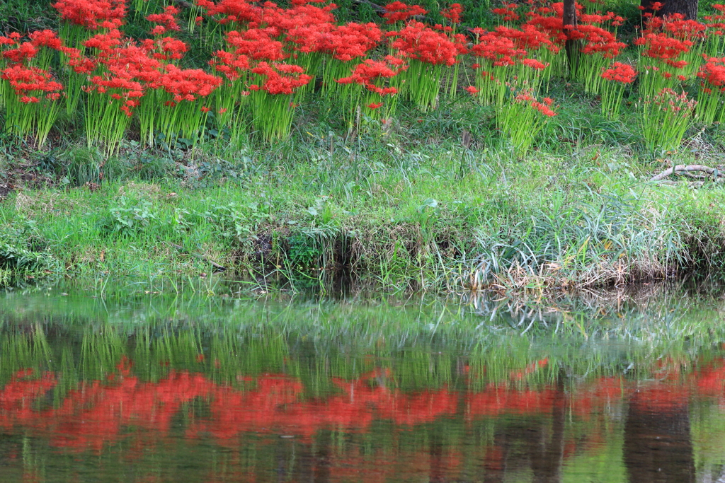 いまが見頃の曼珠沙華　４