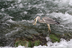 顔はブレでも魚にピンピン
