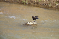 故郷の探鳥から　・　カワガラス