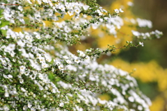 開花に雪の花