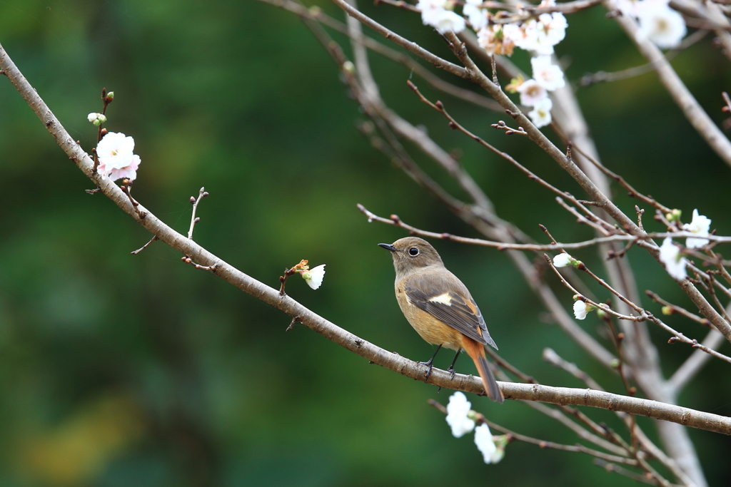 おジョウと、といち桜２