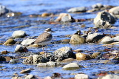 川辺探鳥から