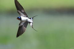 燕さん相手の撮影記