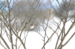 雪国にも飛来