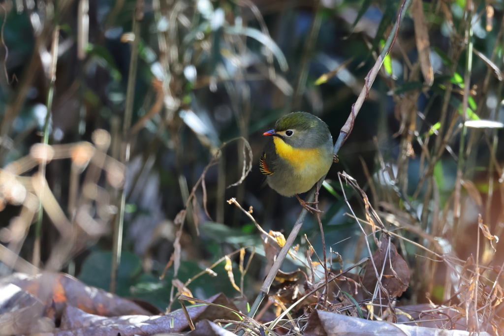 お相手の鳥さん
