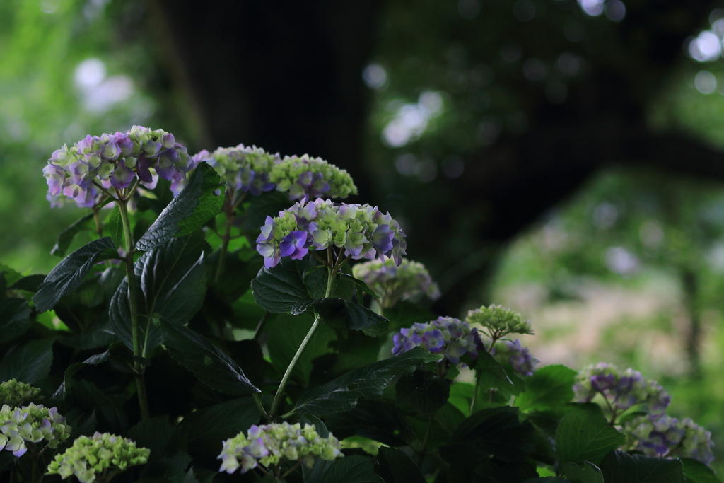 紫陽花が染まる頃