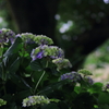 紫陽花が染まる頃