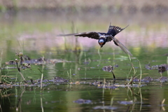 田んぼの燕写し