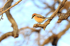 百舌鳥君