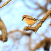 百舌鳥君