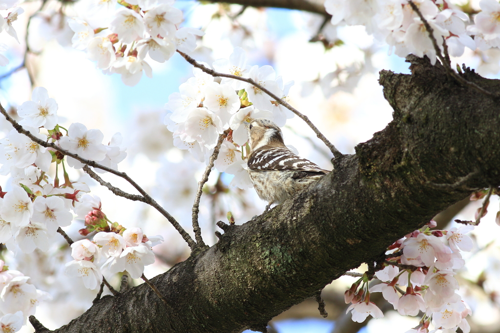 コゲラ君と桜　３