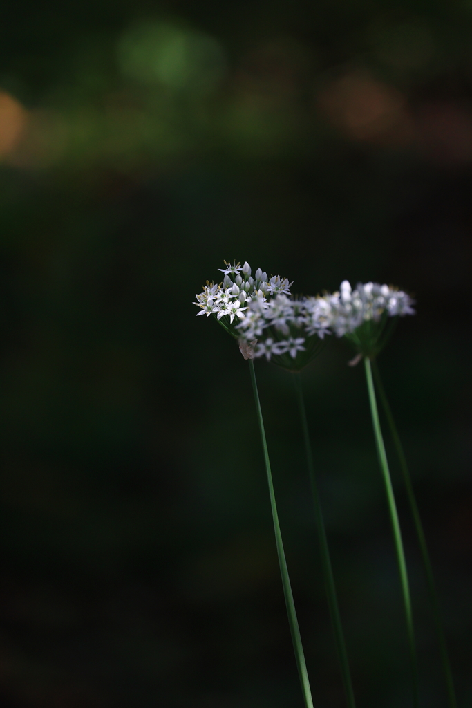 素通りされる小粒な花