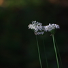 素通りされる小粒な花