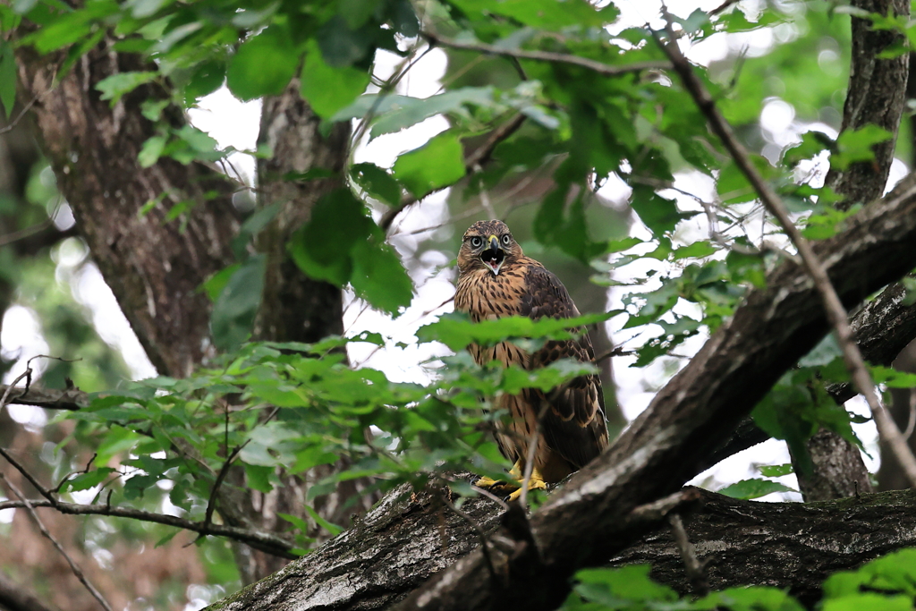 親へ催促の鳴き