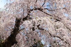 故郷・撮り貯め投稿　　花見２