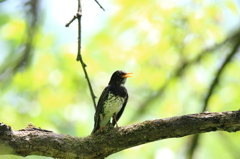 故郷の探鳥から　・　クロツグミはあはあ