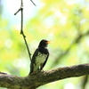 故郷の探鳥から　・　クロツグミはあはあ
