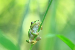 ホッ　としてる