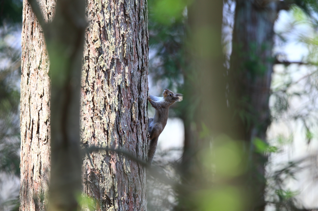 故郷の探鳥から　・　初リス