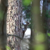 故郷の探鳥から　・　初リス