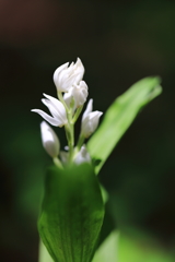 開花