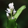開花
