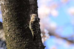 サクラにコゲラ