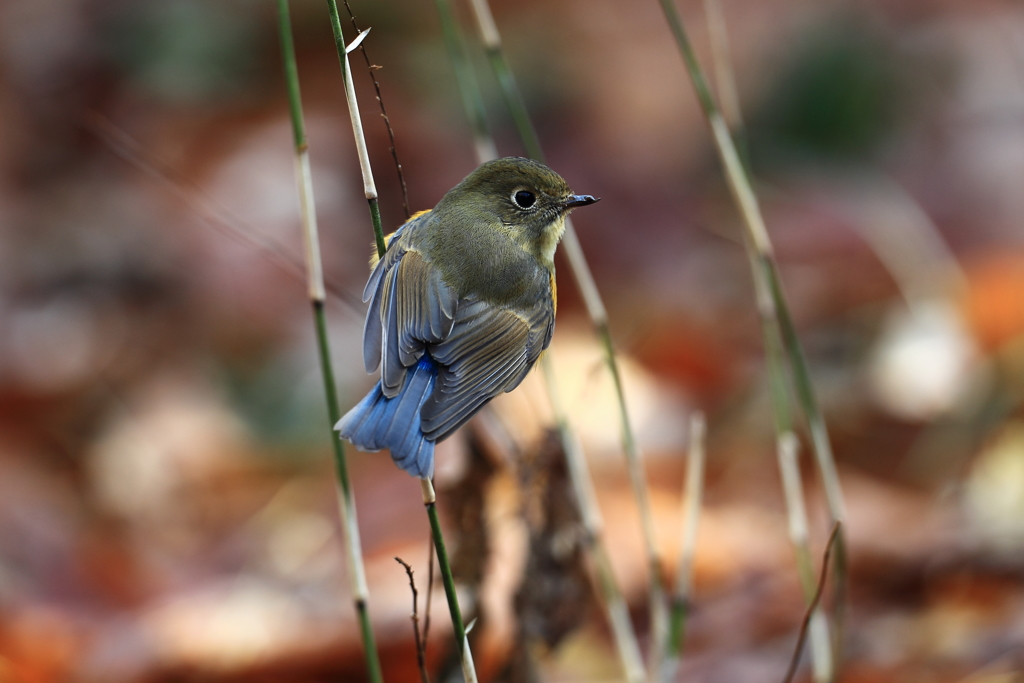 ♀タイプでも♂