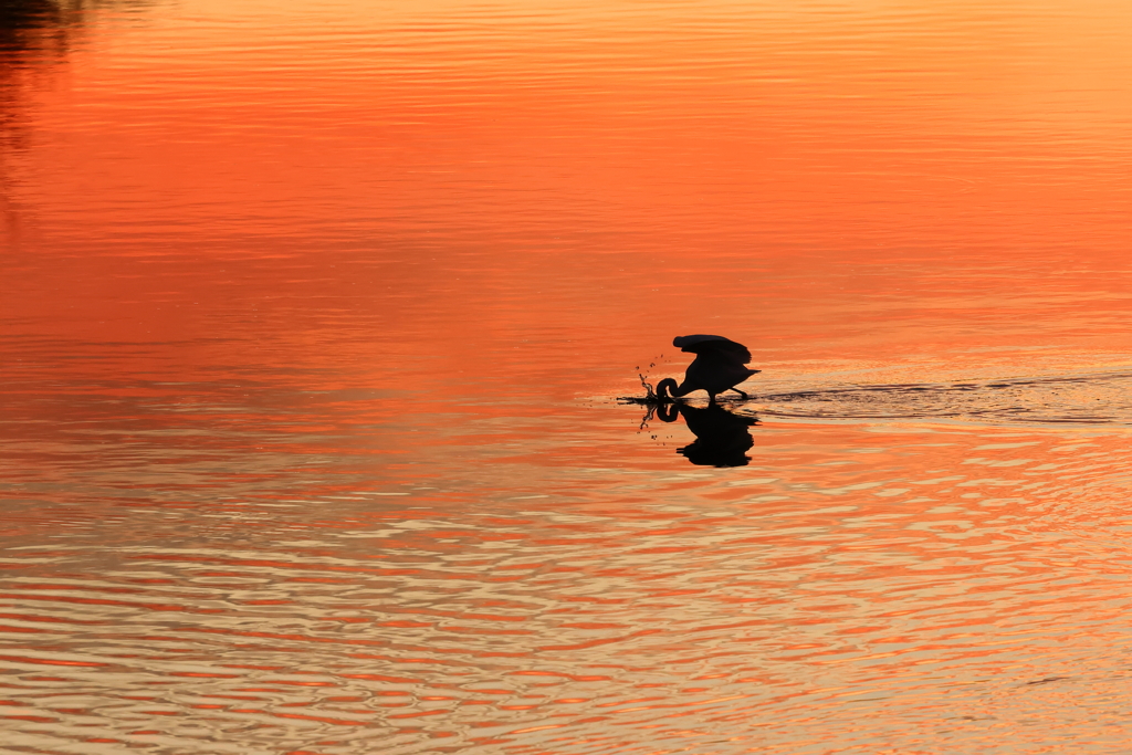 橋上・　水面夕景