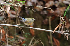 ♀タイプ