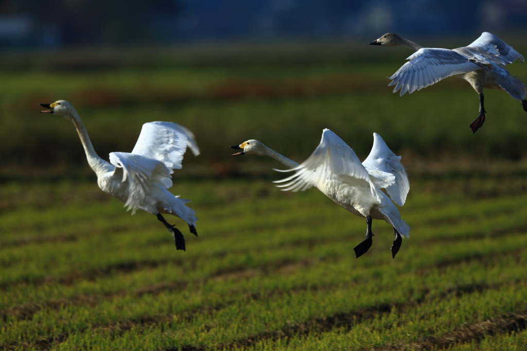 今日の朝食場所