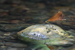 ミヤマと涼を求めて　3