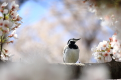 お花見・・ですか