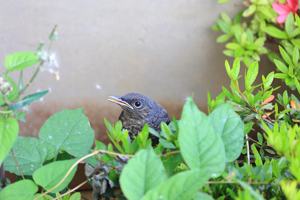 イソヒヨ幼鳥