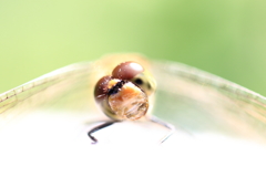 　あまえ顔の様な