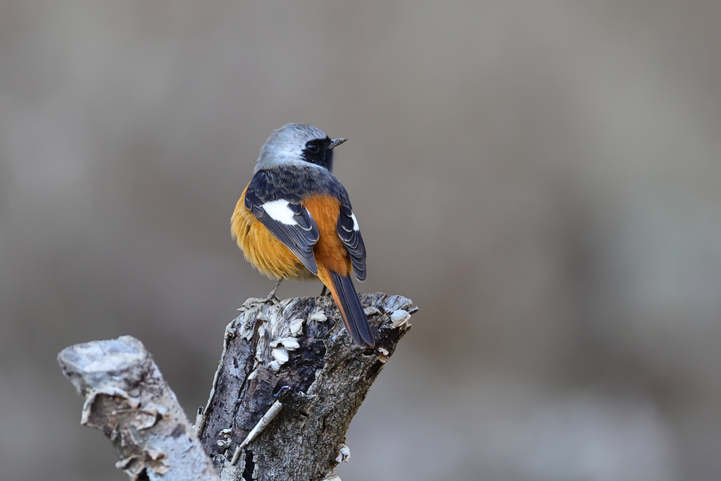 親近感と好意的