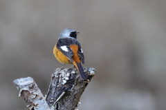 親近感と好意的