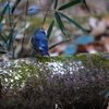 裏山沢にて