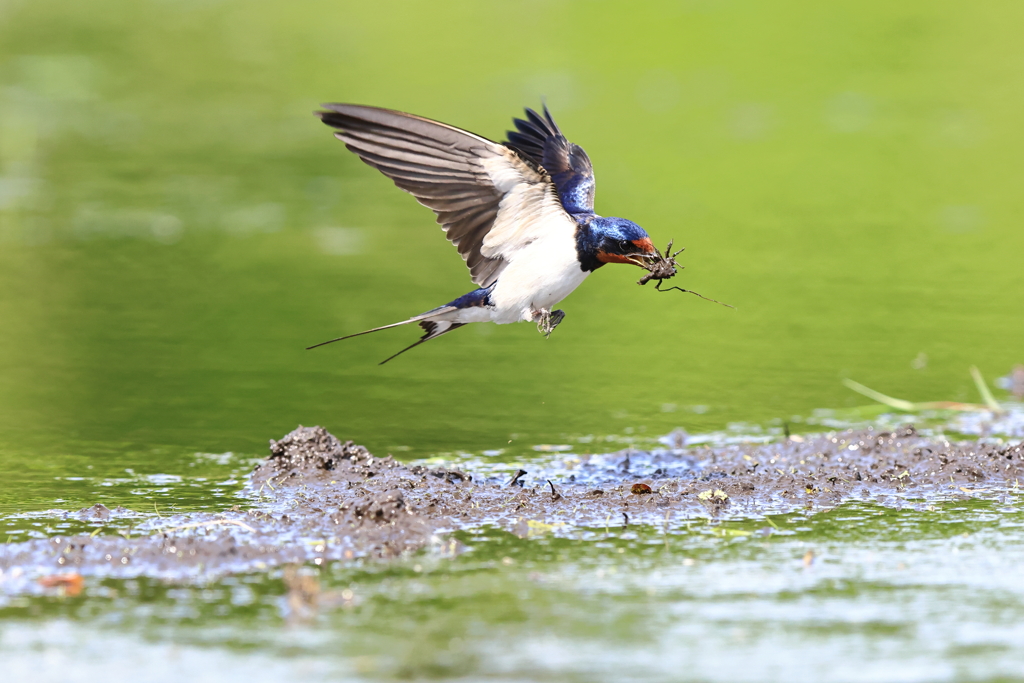 燕さん相手の撮影記