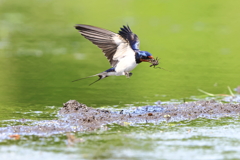 燕さん相手の撮影記