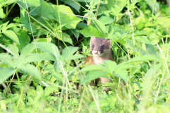 まぁ・　珍しいや