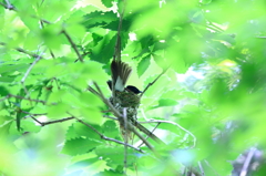 故郷の探鳥から　・　サンチャン♀めっけ２　