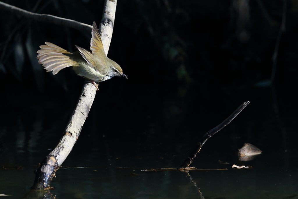 出てきたウグイス