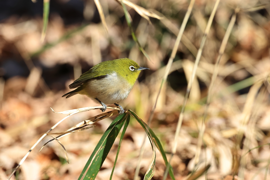 裏山探鳥記　メジロ