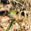 裏山探鳥記　メジロ