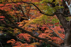 室生寺の紅いろ