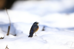 雪上の再会