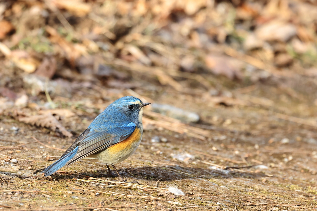 裏山探鳥記　ルリビタキ