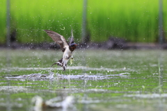 飛沫散らし