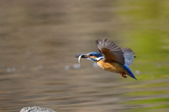 野鳥写しは怖い病